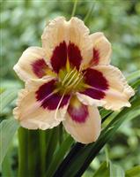Hemerocallis ''Moonlit Masquerade''