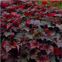 Heuchera Palace Purple - Crimson Coral Bells