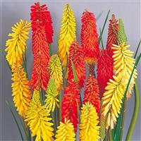 Kniphofia Flamenco - Red Hot Poker