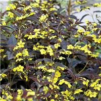 Lysimachia ciliata Firecracker