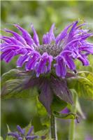 Monarda 'Prairie Night' - Bergamot