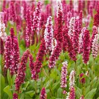 Persicaria affinis Darjeeling Red - Superb Groundcover