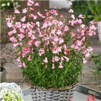Penstemon 'Arabesque Apple Blossom'