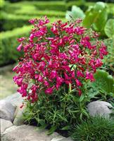 Penstemon Garnet - Beautiful Garnet-Red Penstemon