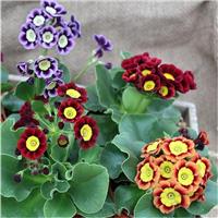 Auricula - Primula pubescens Auricula