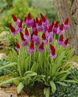 Primula Viallii