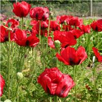 Papaver orientale Brilliant - Blood Red Oriental Poppy