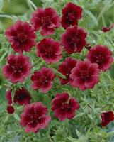 Potentilla ''Monarchs Velvet''