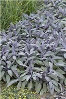 Herb - Salvia officinalis ''Purpurascens'' - Purple Sage