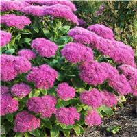 Sedum spectabile ''Brilliant'' - Ice Plant - Stonecrop - In Bud & Bloom