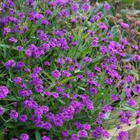 Verbena Rigida - Low Growing Perennial Purple Verbena