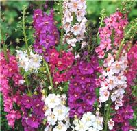 Verbascum Phoencinium Hybrids