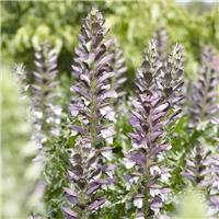 Acanthus mollis - Bear's Breeches