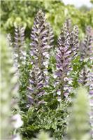 Acanthus mollis - Bear's Breeches