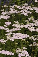Achillea millefolium Lilac Beauty - Yarrow