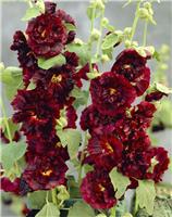 Alcea Chaters Double Maroon - Hollyhock (Althea)