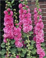 Alcea Chaters Double Rose Pink - Hollyhock (Althea)