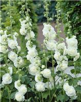 Alcea Chaters Double White - Hollyhock (Althea)