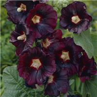 Alcea rosea Nigra - Black Hollyhock (Althea)