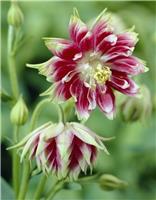 Aquilegia Nora Barlow - Granny's Bonnet, Columbine