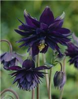 Aquilegia Black Barlow - Granny's Bonnet, Columbine