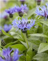 Centaurea Montana - Centurea