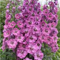 Delphinium 'Astolat' - Pacific Giant Delphinium