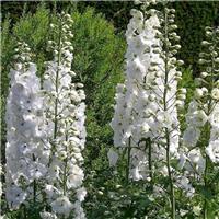 Delphinium Galahad - White