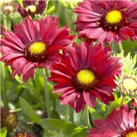 Gaillardia Burgundy - Gaillardia Blanket Flower