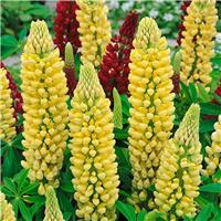Lupinus Russel 'Chandelier' - Lupin