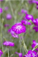Lychnis coronaria - Rose Campion
