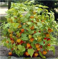 Physalis franchetii - Chinese Lantern Plant