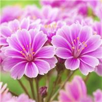 Lewisia cotyledon Little Plum