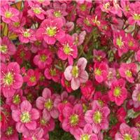 Saxifraga Mossy Red - Saxifrage