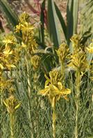 Asphodeline lutea 'Yellow Candle'