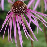 Echinacea pallida