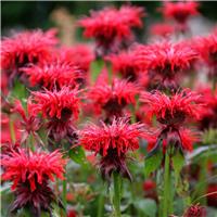 Monarda didyma Cambridge Scarlet - Bergamot