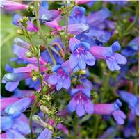 Penstemon heterophyllus Heavenly Blue Springs - Electric Blue Rock Candy Penstemon Beardtongue