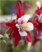 Aquilegia Red & White - Granny's Bonnet, Columbine Red Star