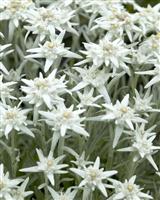 Leontopodium alpinum - Edelweiss