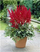 Astilbe Fanal - False Goats Beard