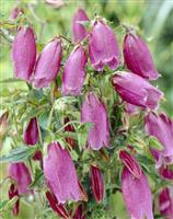 Campanula punctata - Cherry Bells
