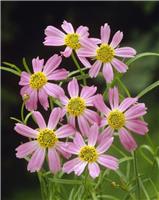Coreopsis rosea American Dream
