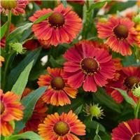 Helenium autumnale Strawberry Sundae
