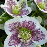Helleborus orientalis Pretty Ellen Spotted White - Hellebore