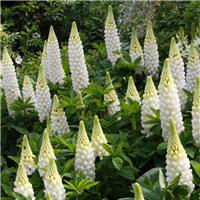 Lupinus West Country Lupins Polar Princess