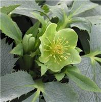 Helleborus Silver Lace