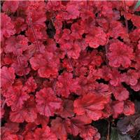 Heuchera Cherry Cola