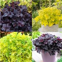 Heuchera Night & Day Duo - Pack of TWO Plants