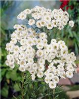 Achillea ptarmica The Pearl